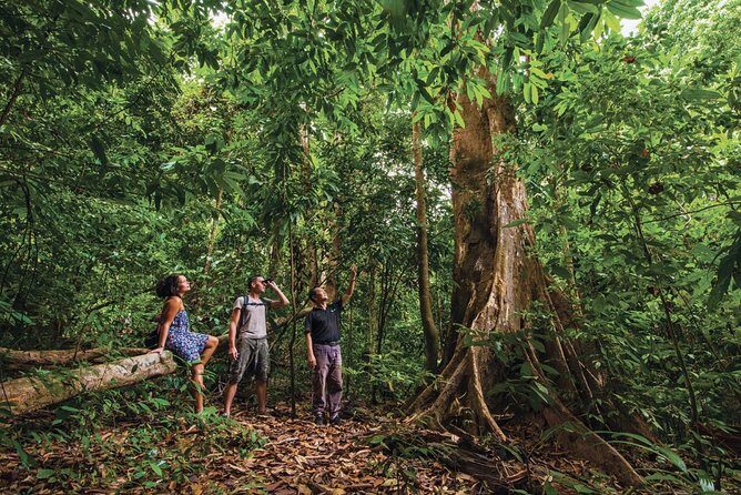 Langkawi Rainforest Jungle Trekking Tour with Private Pickup - Who Would Love This Tour?