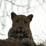 Leopard Wildlife Safari at Amagarh Park Including Transfers - Authentic Insights from Reviewers