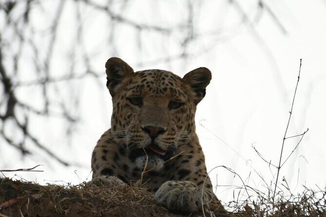 Leopard Wildlife Safari at Amagarh Park Including Transfers - Authentic Insights from Reviewers