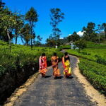 Lipton's Seat and Dambatenna Tea Factory Day Tour From Ella - Assessing the Value