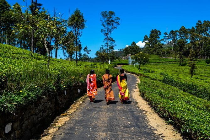 Lipton's Seat and Dambatenna Tea Factory Day Tour From Ella - Assessing the Value