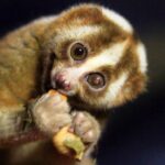 Loris Watching in Yala - What You Can Expect from the Tour