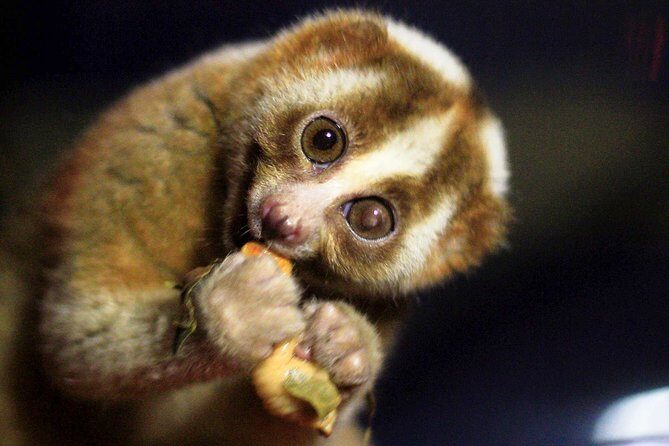 Loris Watching in Yala - What You Can Expect from the Tour