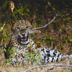 Lunugamvehera National Park Private with Naturalist (12 hrs) - FAQs