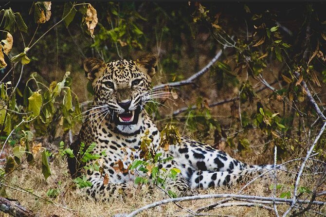 Lunugamvehera National Park Private with Naturalist (12 hrs) - FAQs