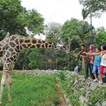 Malacca Zoo & Crocodile Park Tour from Kuala Lumpur with Lunch - Exploring the Melaka Crocodile and Recreation Park