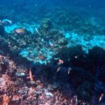 Malapascua Island Hopping Private Tour in Cebu - Marine Encounters and Snorkeling Highlights