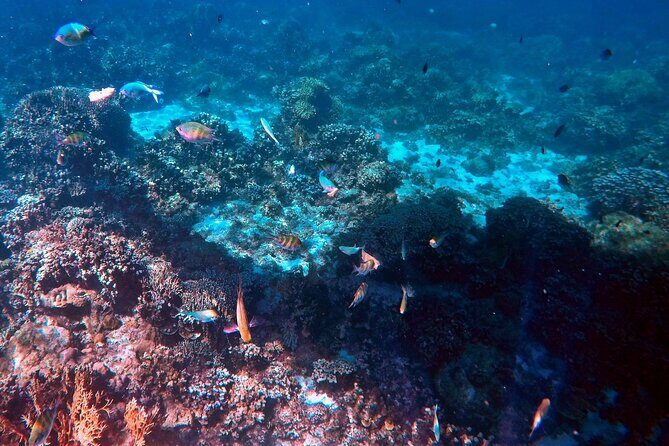 Malapascua Island Hopping Private Tour in Cebu - Marine Encounters and Snorkeling Highlights