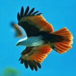 Mangrove Boat Tour Through Kilim Geo Forest Park Langkawi - Final Thoughts: Is This Tour Worth It?