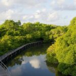 Mangrove Forest Bali Canoe Eco Tour - Frequently Asked Questions