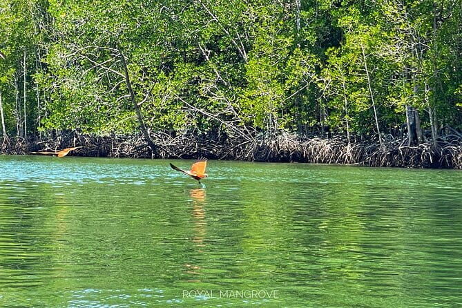 Mangrove Tour with Snorkelling - Final Thoughts