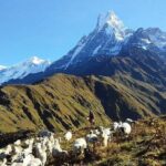 Mardi Himal Base Camp Trek - In-Depth Look at the Mardi Himal Base Camp Trek