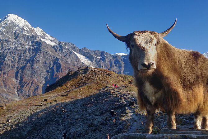Mardi Himal Trek (5 Days) - Key Points