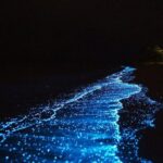 Maya Bay Sunset Cruise and Plankton Swimming From Phi Phi - Final Thoughts: An Authentic and Value-Filled Marine Adventure