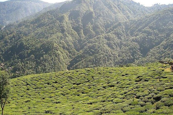 Mesmerizing Darjeeling & Gangtok - The Itinerary Breakdown