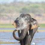 Minneriya Half Day Safari Tour - Final Thoughts