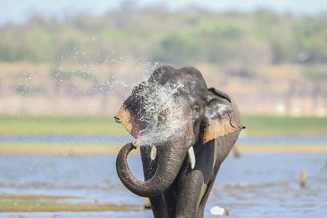 Minneriya Half Day Safari Tour - Final Thoughts