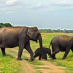 Minneriya National Park Entrance Ticket with Private Safari - The Sum Up: Who Is This Tour Perfect For?