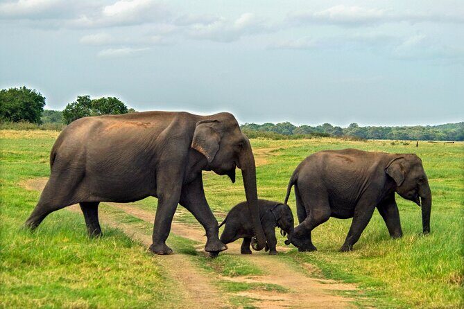 Minneriya National Park Entrance Ticket with Private Safari - The Sum Up: Who Is This Tour Perfect For?