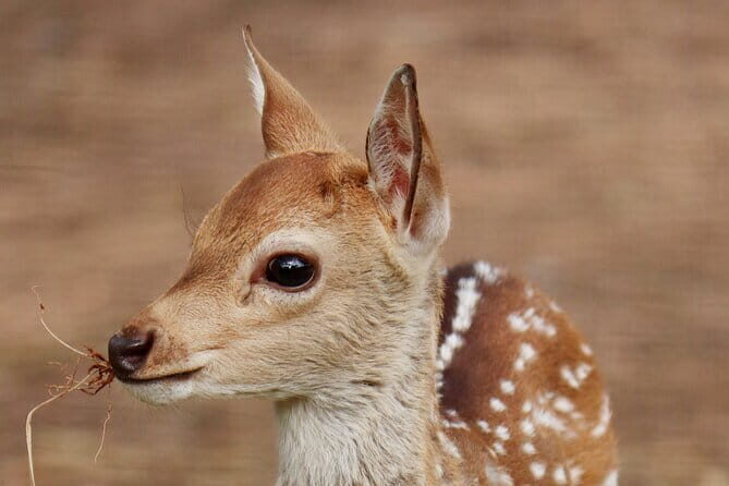 Minneriya National Park Jeep Safari from Trincomalee - Authentic Insights from Reviewers