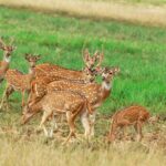 Minneriya national park safari with jeep From Colombo - Final Thoughts