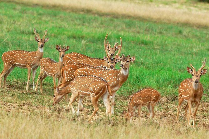 Minneriya national park safari with jeep From Colombo - Final Thoughts