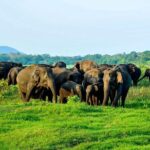 Minneriya national park safari with jeep From Kandy - Who Will Love This Tour?