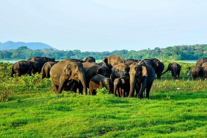 Minneriya national park safari with jeep From Kandy - Who Will Love This Tour?