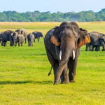 Minneriya Safari Tour from Habarana - Who Is This Tour Perfect For?