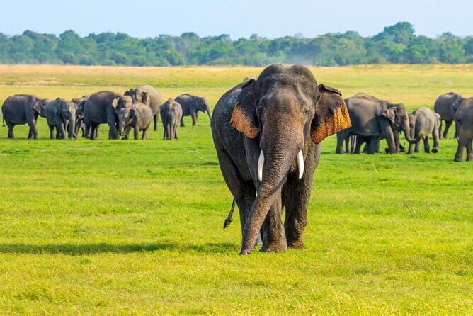 Minneriya Safari Tour from Habarana - Who Is This Tour Perfect For?