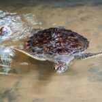 Mirissa Whale watching, Stilt Fishing & Turtle Tour From Colombo - Why Choose This Tour?