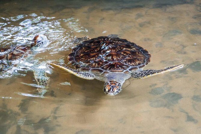 Mirissa Whale watching, Stilt Fishing & Turtle Tour From Colombo - Why Choose This Tour?