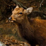 Miyajima Private History Tour (Half Day) - Why This Tour is Worth Considering