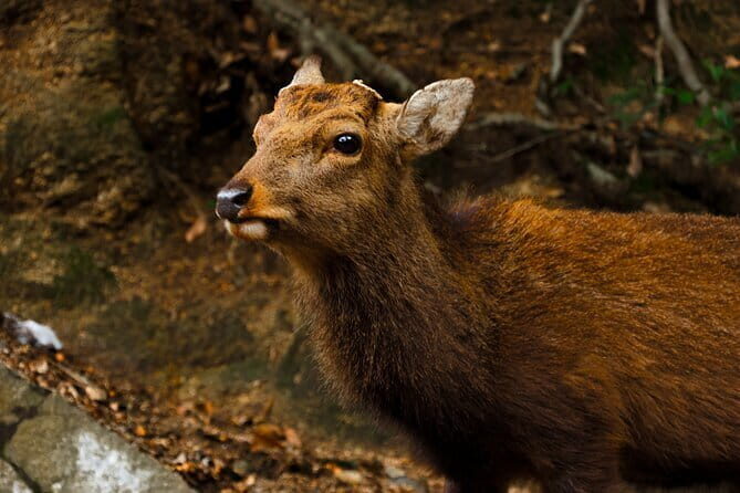 Miyajima Private History Tour (Half Day) - Why This Tour is Worth Considering
