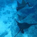 [Miyakojima, diving experience] Completely charter than 2 people Sea turtle and shark sometimes Madaratobiei! Skin diving at deeper points - What’s Included and What’s Not