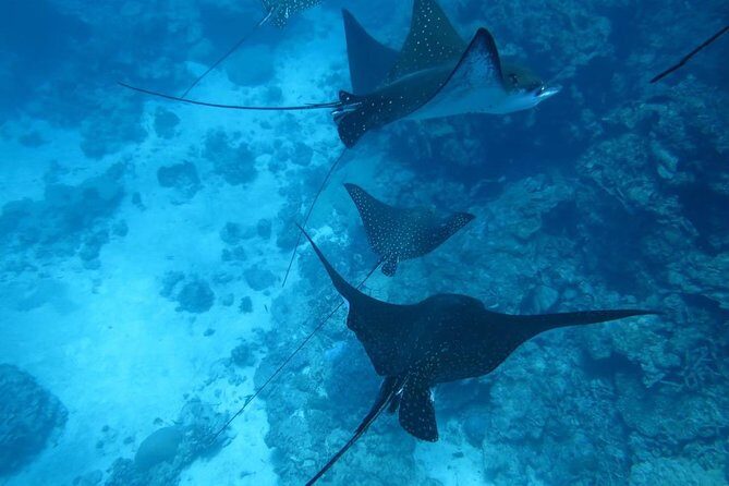 [Miyakojima, diving experience] Completely charter than 2 people Sea turtle and shark sometimes Madaratobiei! Skin diving at deeper points - What’s Included and What’s Not