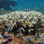 [Miyakojima Snorkel] Private tour from 2 people Enjoy from 3 years old! Enjoy Nemo, Coral and Miyako Blue - The Setting: Calm, Shallow Waters for All