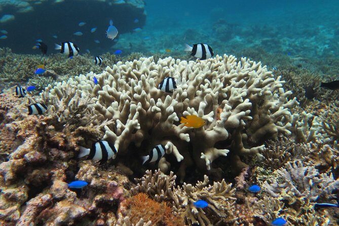 [Miyakojima Snorkel] Private tour from 2 people Enjoy from 3 years old! Enjoy Nemo, Coral and Miyako Blue - The Setting: Calm, Shallow Waters for All