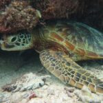 [Miyakojima Snorkel] Private tour from 2 people Let's look for sea turtles! Snorkel tour that can be enjoyed from 3 years old - What’s Included and Not Included