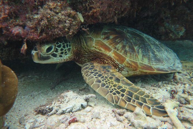 [Miyakojima Snorkel] Private tour from 2 people Let's look for sea turtles! Snorkel tour that can be enjoyed from 3 years old - What’s Included and Not Included