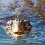 Miyazaki Snorkel Kayak Tour - The Practicalities: What You Need to Know