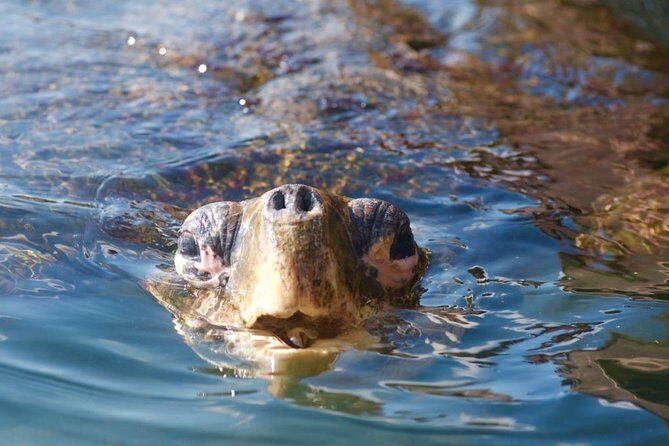 Miyazaki Snorkel Kayak Tour - The Practicalities: What You Need to Know