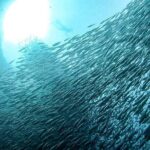 Moalboal + Canyoneering Tour - FAQs about the Moalboal + Canyoneering Tour