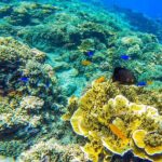 Moalboal Island Hopping (Pescador Island, Sardines and Turtles) - Final Thoughts