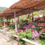 Mojiko Retro, Kawachi Wisteria and Shiranoe Gardens Tour YokaBus - Final Thoughts: Who Is This Tour Best For?