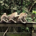 Monkey Forest and Tanah Lot Tour - Pricing and Value