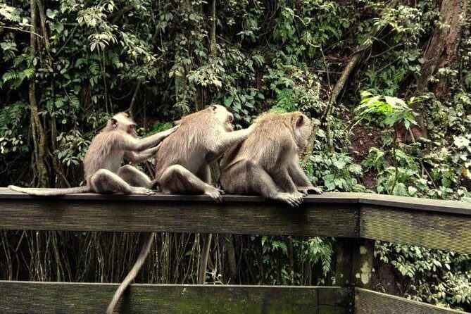 Monkey Forest and Tanah Lot Tour - Pricing and Value