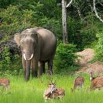 Morning game drive in Bundala National Park - An In-Depth Look at the Experience