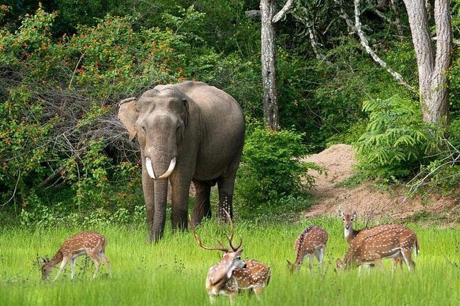 Morning game drive in Bundala National Park - An In-Depth Look at the Experience