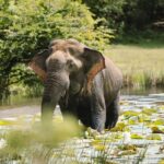 Morning Private Safari at Udawalawa National Park by La Safari inn Tours - Why This Tour is a Great Fit